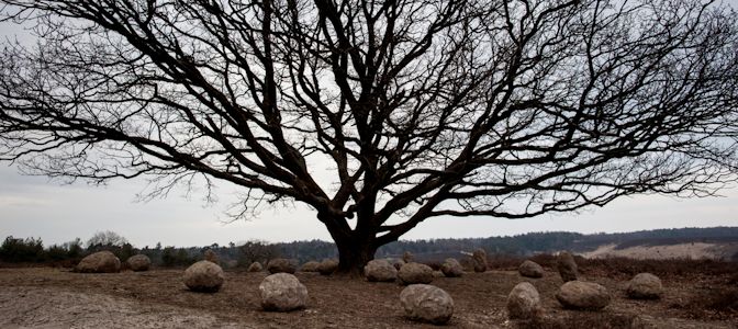 Home. Tree and Stones Hero Image